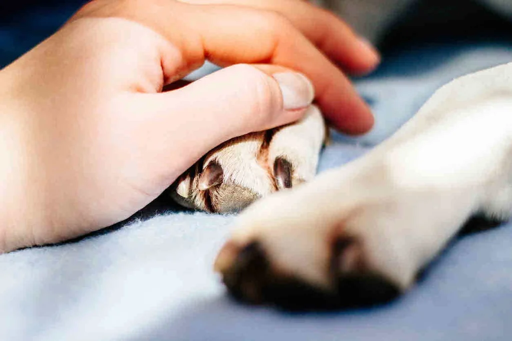 The Emotional Journey of Saying Goodbye In-Home vs. Clinic Euthanasia for Your Pet